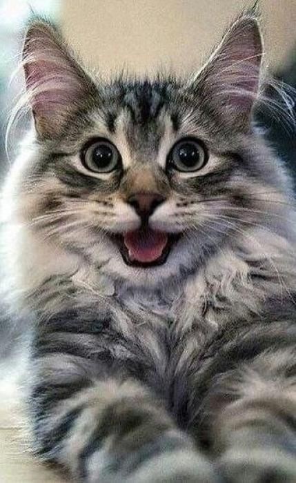 Создать мем: улыбающийся кот, кот, счастливый кот