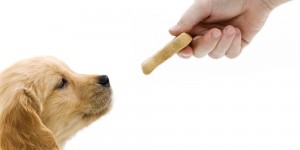 Create meme: dog, dog treat, golden retriever puppy