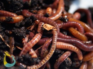 Создать мем: compost, черви, червь старатель
