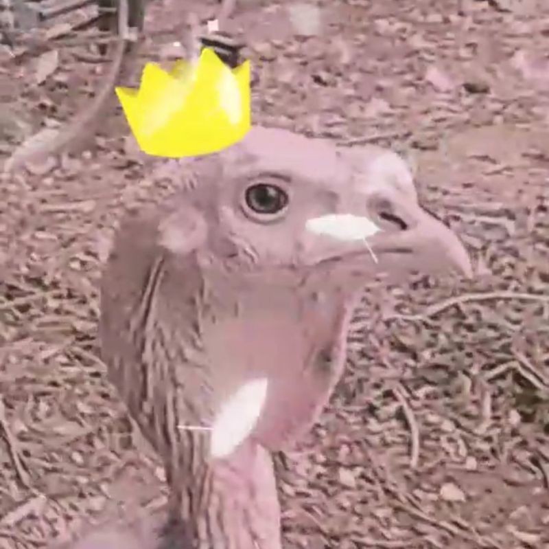 Create meme: turkey bird, animals , zoo birds