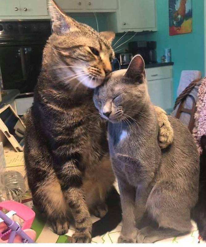 Создать мем: коты обнимают друг друга, кот обнимает кота, кошка кошка