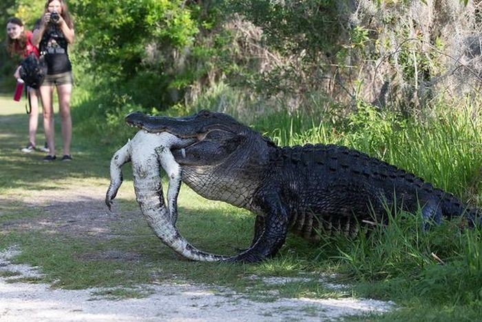Создать мем: аллигатор ест крокодила, гигантский крокодил, самые большие крокодилы