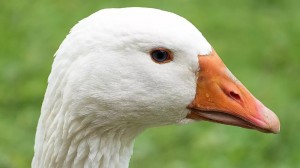 Create meme: evil goose, white goose, goose