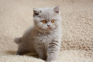 Создать мем: британская кошка, котята британской породы, британские короткошерстные котята