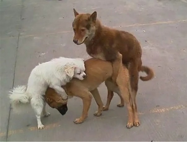 Create meme: dogs mating, a dog mating with a cat, dog mating
