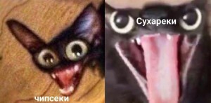 Create meme: memes, Capsici meme with a cat, memes with cats