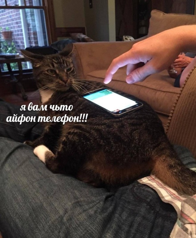 Create meme: animals , the cat is holding the phone, funny animals 