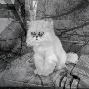 Создать мем: Персидская кошка, безысходность, кот одиночество безысходность