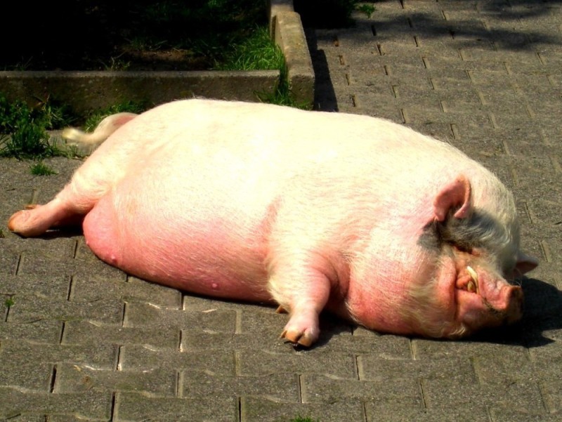 Создать мем: ландрас порода свиней вес, порода свиней, жирная свинья