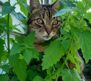 Create meme: Catnip cat, cat eats grass, Catnip