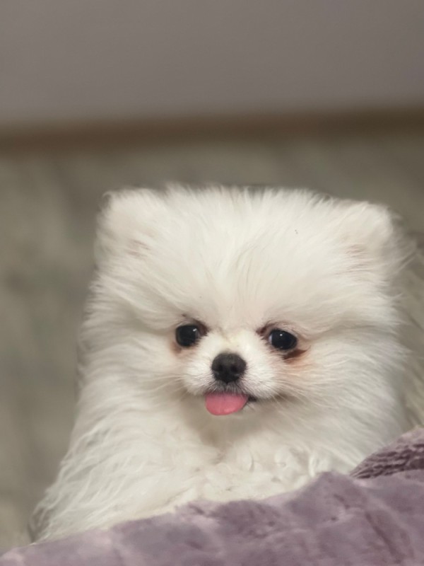 Create meme: pomeranian dwarf, pomeranian white pomeranian, pomeranian pomeranian boo