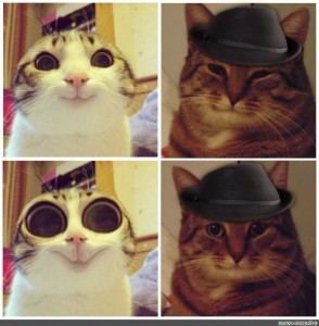 Создать мем: кот нихуясе, кот мем, мем кошка