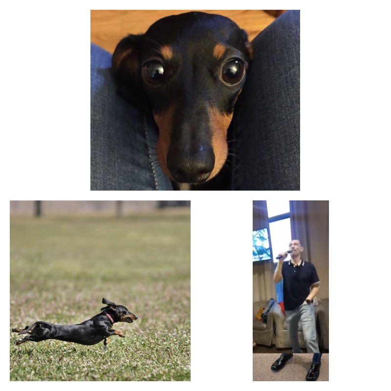 Create meme: Dachshund , Dachshund dog, dachshund breed dog