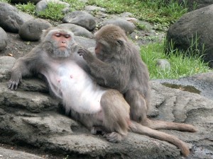 Create meme: macaque monkey, monkey, male macaques