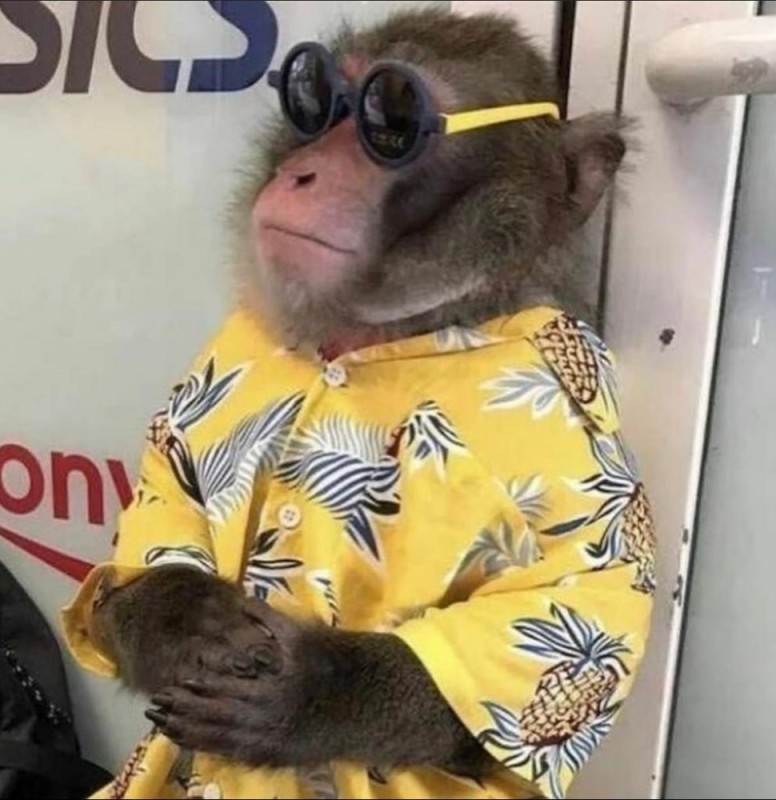 Create meme: homemade monkey, photo of a monkey, happy monkey