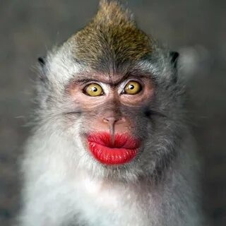 Create meme: a monkey with red lips, monkey with red lips, monkey with lips