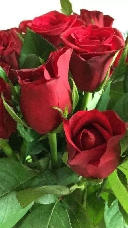 Create meme: red roses , flowers beautiful roses, beautiful roses 