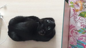 Создать мем: кошка британская вислоухая, кошечка, черный кот