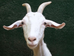 Create meme: goat, goat