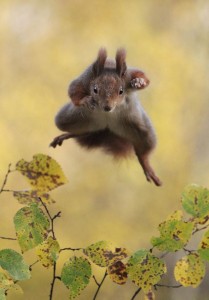 Create meme: flying squirrel, squirrel forest, proteins animals