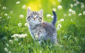 Создать мем: обои кот, милые котята, кошка на траве