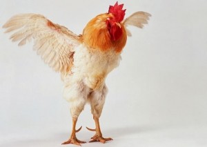 Создать мем: петух №43, петух, bantam rooster