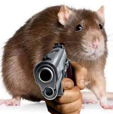 Create meme: la rat, pet rat, fighting hamster
