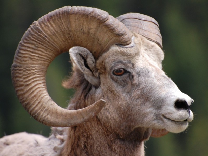 Create meme: ram's horns, ram's head, mountain goat