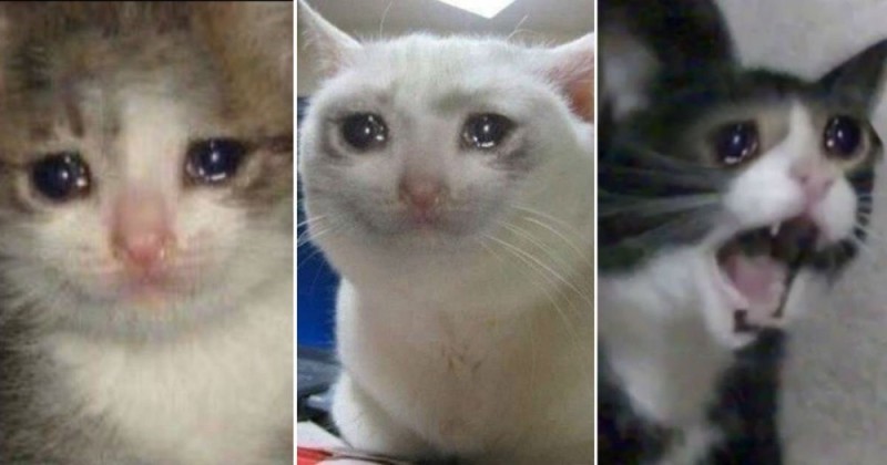 Создать мем: плачущий кот, кошка, плачущий котик