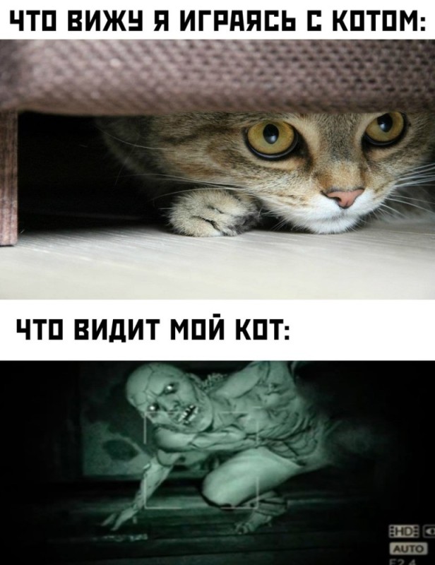 Create meme: the cat meme is funny, memes with a cat, cats are funny memes