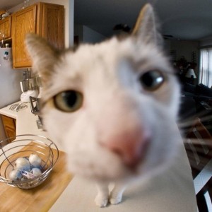 Create meme: cat fisheye, cat marsik, cat fisheye