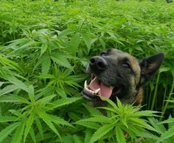 Собака в конопле картинки купить бонг марихуана