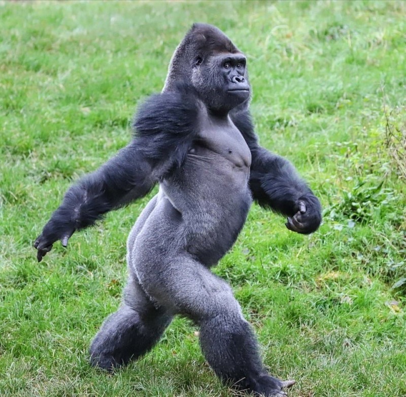Создать мем: накаченная горилла, прямоходящая горилла, самка гориллы