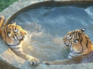 Создать мем: тигр в ванне, тигр большой, тигр купается