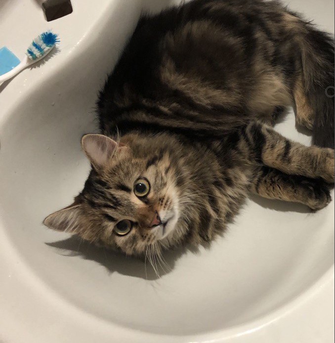 Create meme: siberian cat, kitty , the cat in the sink 