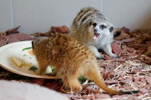 Создать мем: zoo, meerkat, калининградский зоопарк