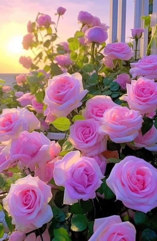 Создать мем: красивые цветы, цветы розы розовые, цветы красивые розы