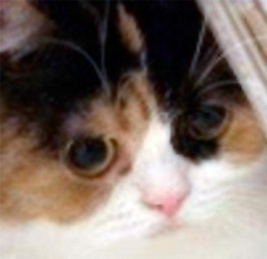 Create meme: udol the cat, animals cute, cat 
