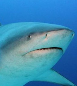 Создать мем: быковая акула, тупорылая акула или акула-бык, тигровая акула