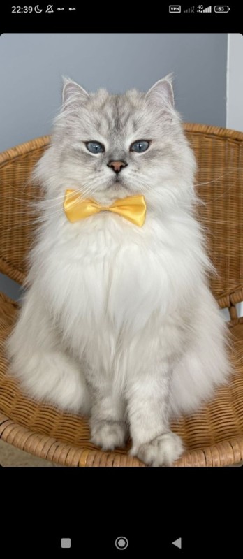 Создать мем: кот с галстуком, персидская кошка, cat