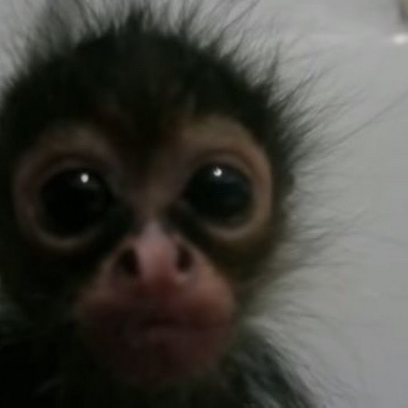 Создать мем: обезьяна маленькая, домашние обезьянки, маленькая обезьянка 2д