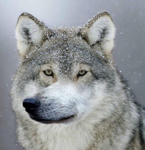 Create meme: wolf wolf, wolf grey, auf wolf