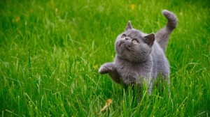 Create meme: British Shorthair, gray cat, happy cat