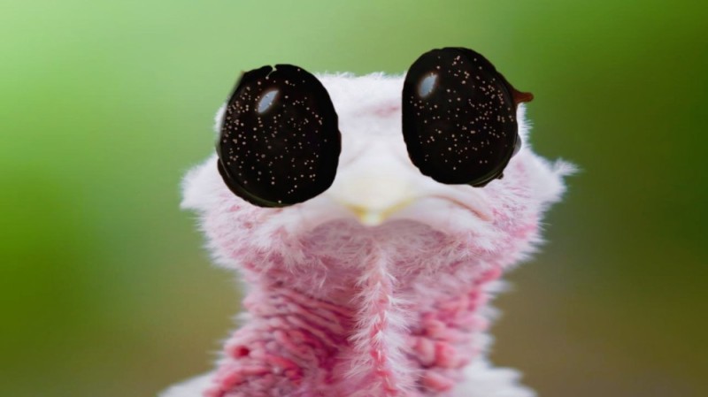 Создать мем: розовая игрушка с большими глазами, животные, геккон облизывающий глаза