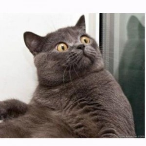 Create meme: surprised cat, Conspiracy cat