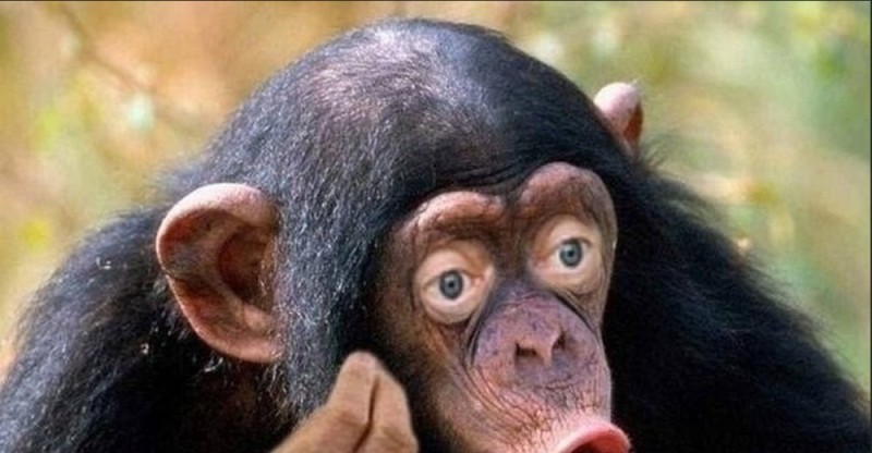 Create meme: chimpanzees are funny, bonobo chimpanzee, male chimpanzees