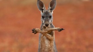 Create meme: funny kangaroo, the female kangaroo, kangaroo face