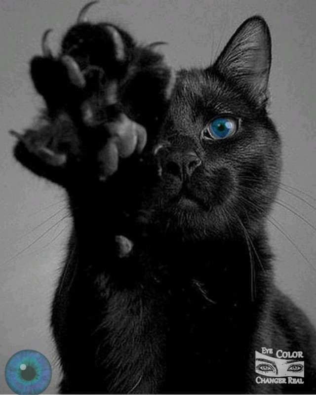 Создать мем: красивый черный кот, красивая черная кошка, чёрная кошечка