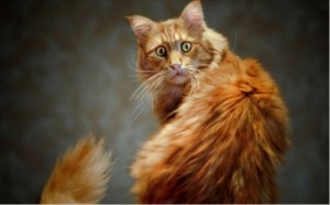 Create meme: with them, Pets, Maine Coon