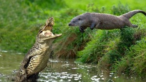 Create meme: crocodile animal, alligator mississippiensis, animals